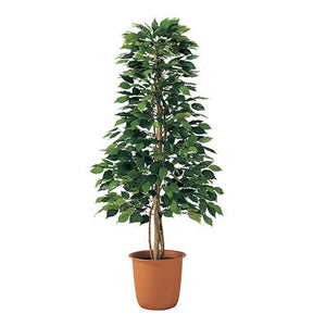 年間デコレーション 立木(光触媒) ベンジャミンツリー TI8-0231