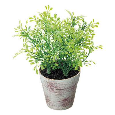 年間デコレーション 置き物 ボックスウッドポット TE8-0055