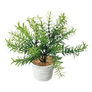 年間デコレーション 置き物 ローズマリーポット TE8-0058