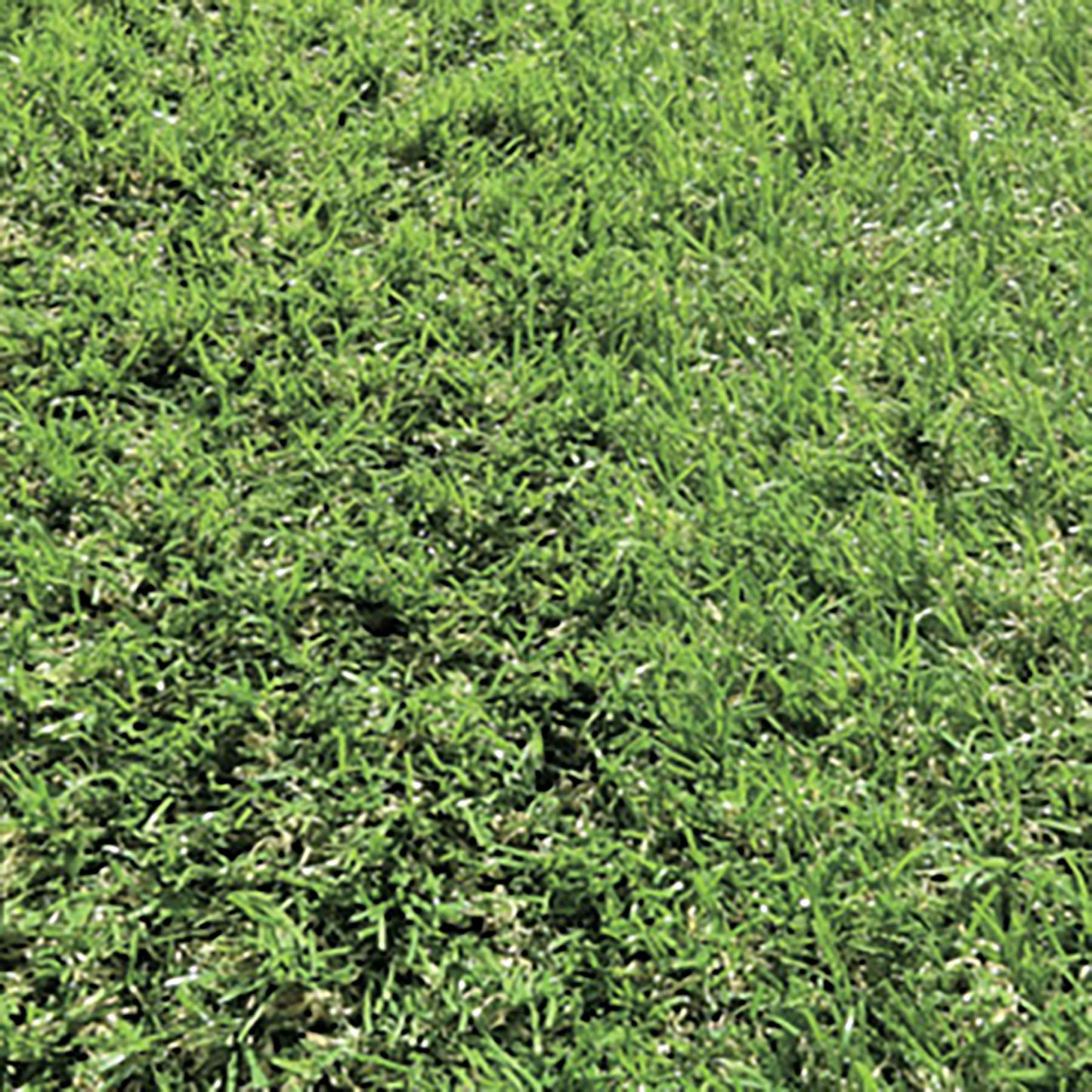 バロン人工芝 200cm×10m