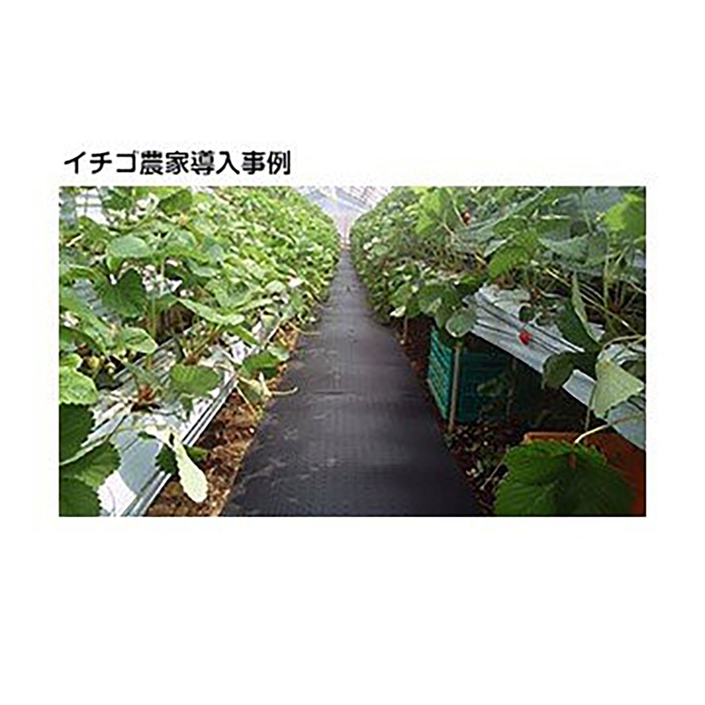 農作業用ゴムマット 5mmx350mmx2000mm