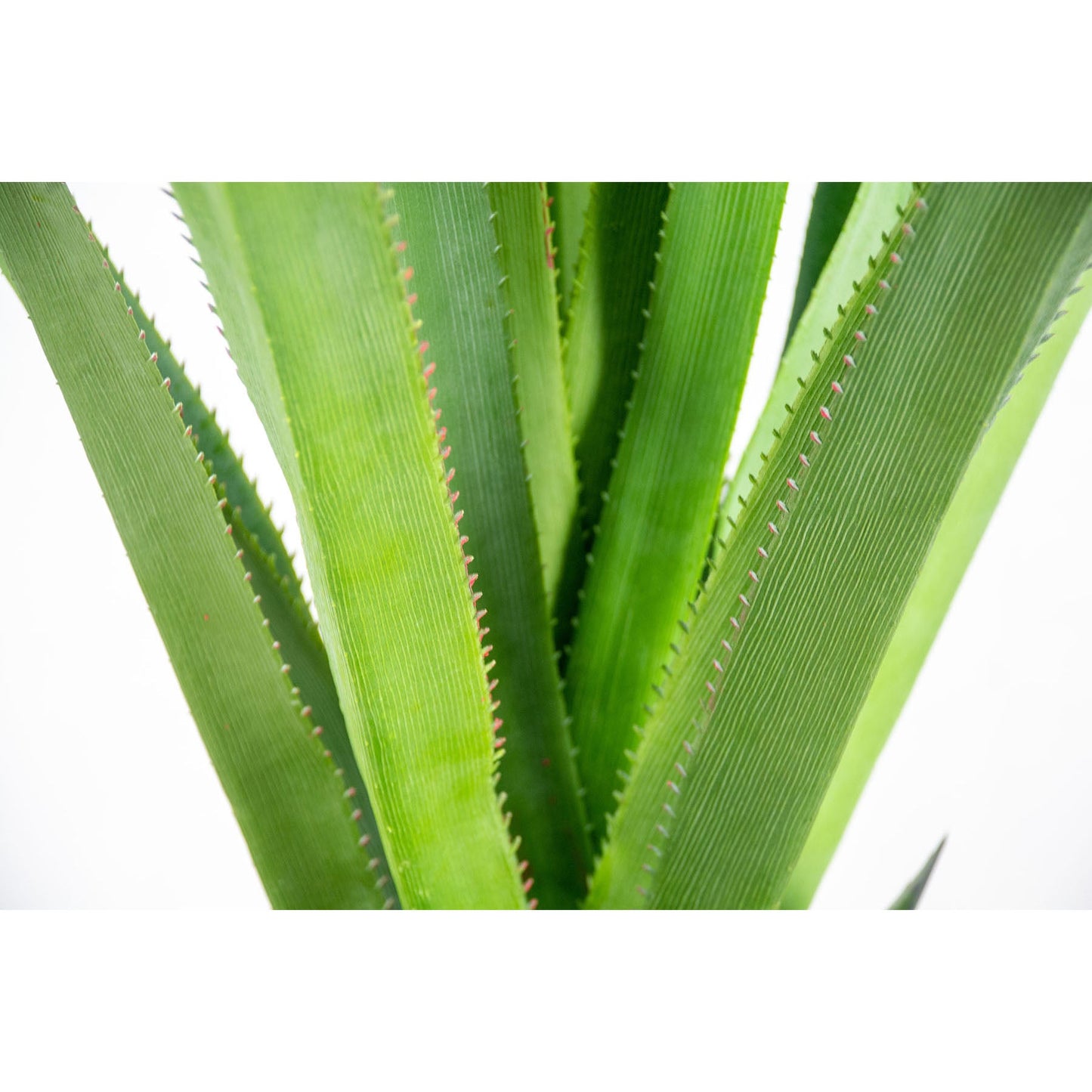 人工樹木/人工観葉植物 パンダヌス