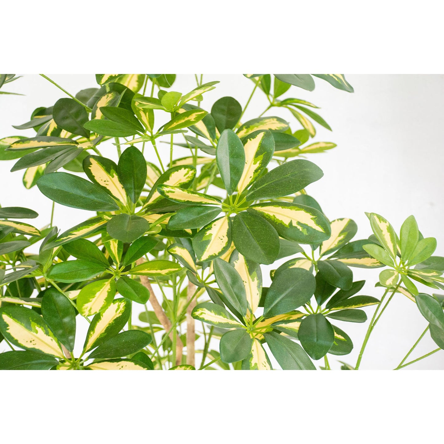 人工樹木/人工観葉植物 シェフレラ