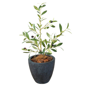 光触媒インテリアグリーン オリーブ 観葉植物 高さ65cm