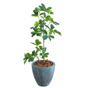 光触媒インテリアグリーン シェフレラ 観葉植物 高さ65cm