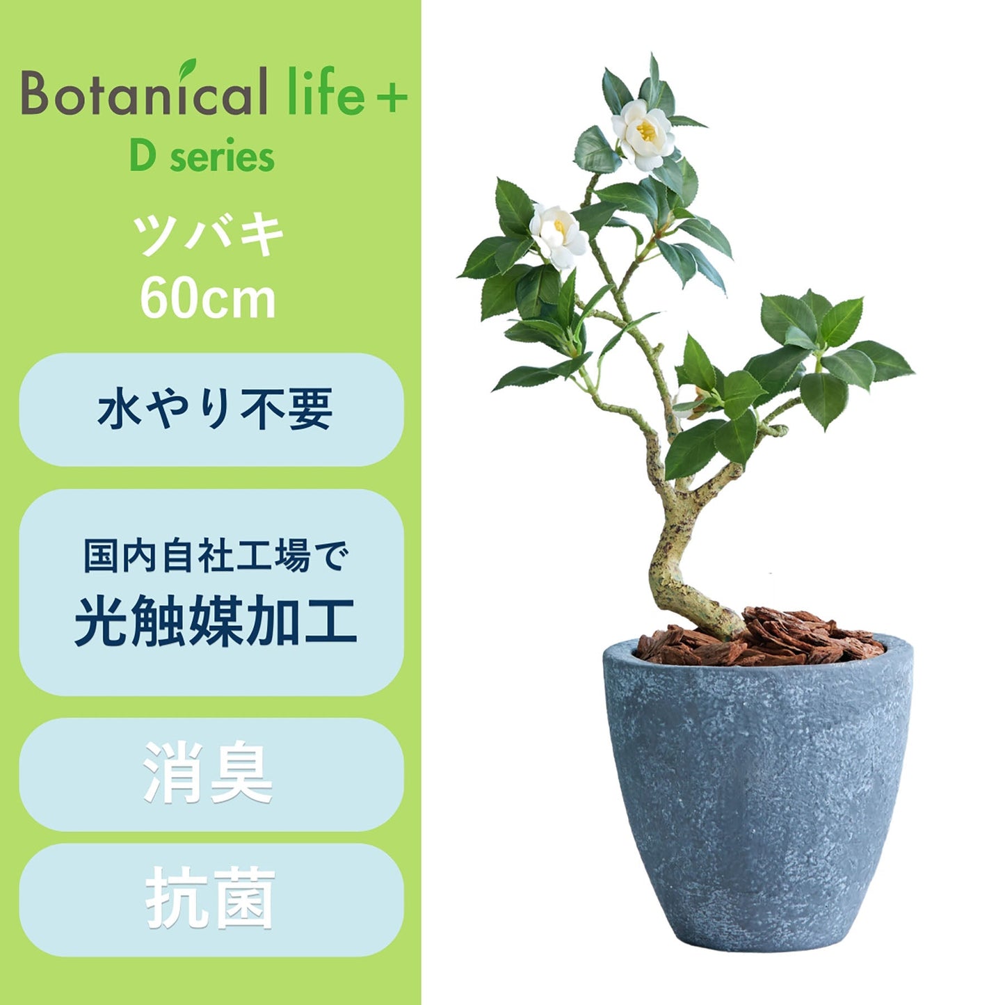 光触媒インテリアグリーン ツバキ 観葉植物 高さ60cm