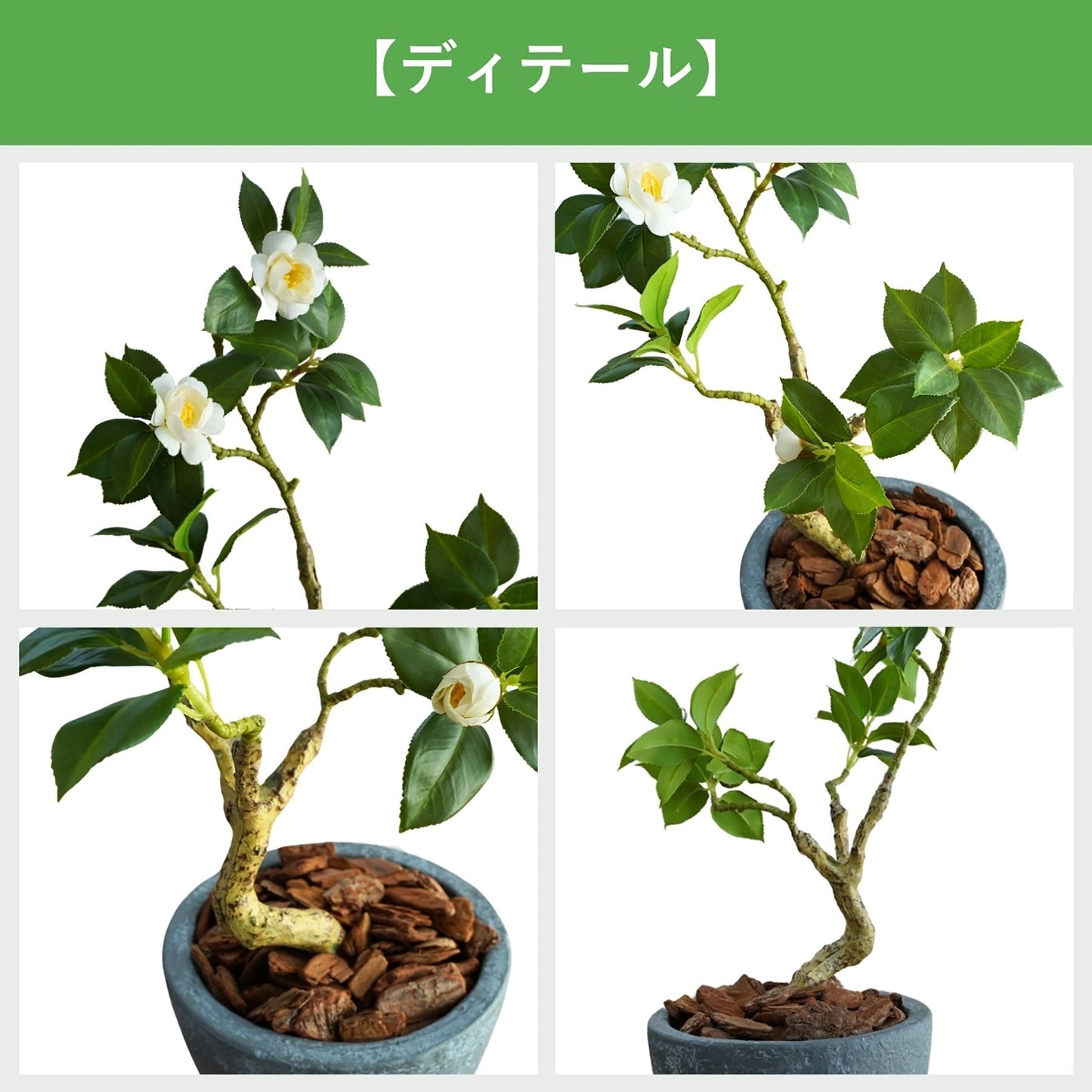 光触媒インテリアグリーン ツバキ 観葉植物 高さ60cm
