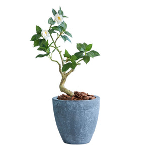 光触媒インテリアグリーン ツバキ 観葉植物 高さ60cm