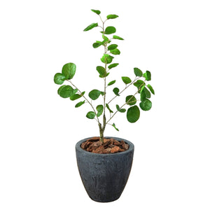 光触媒インテリアグリーン ポリシャス 観葉植物 高さ70cm