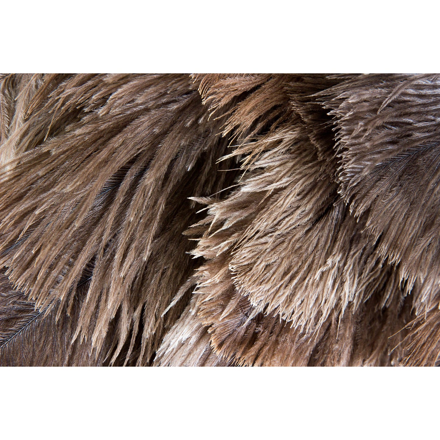 カー用品 毛ばたき オーストリッチ 80cm