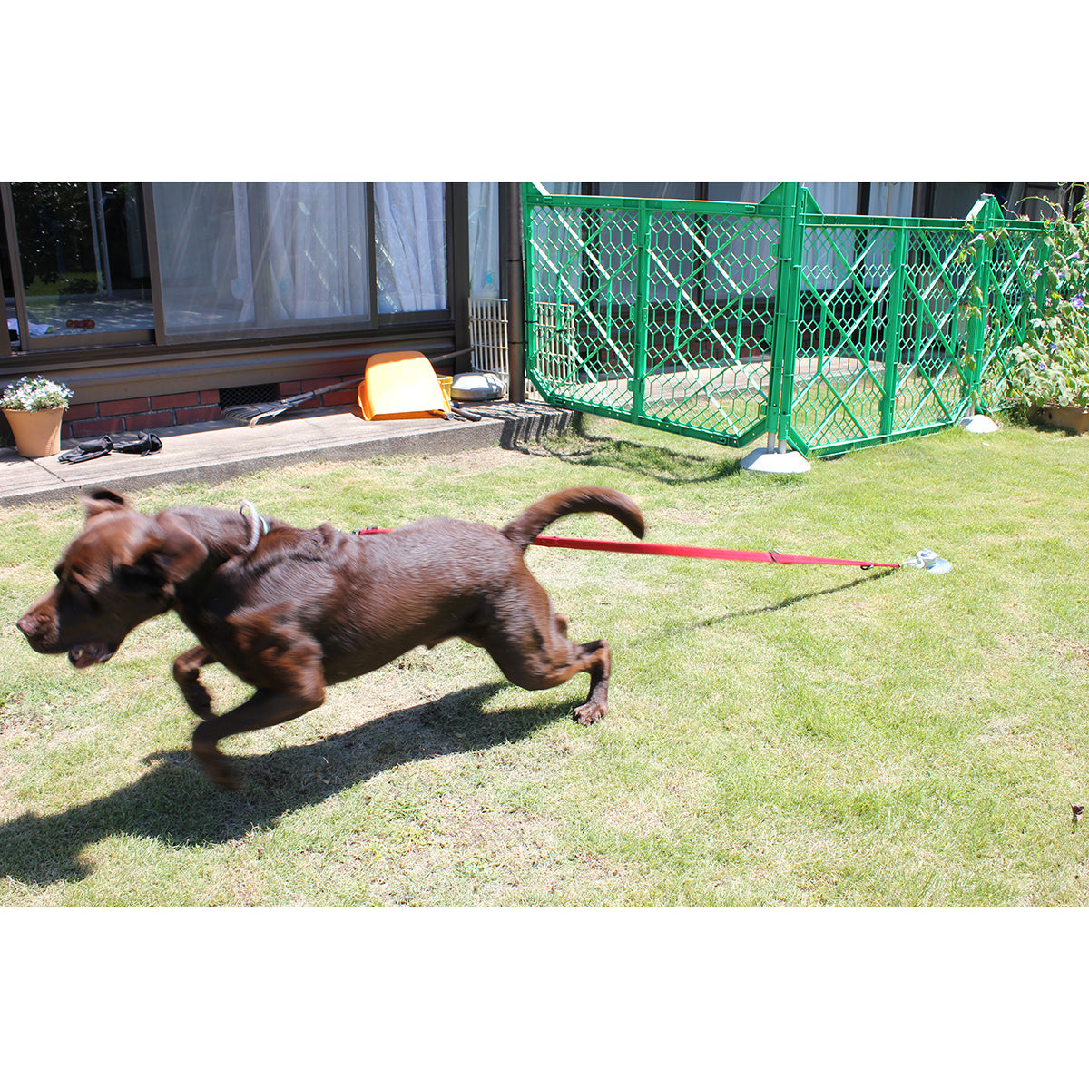 大型犬用フレペグ