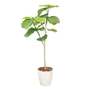 光触媒インテリアグリーン ウンベラータ130cm 鉢付き