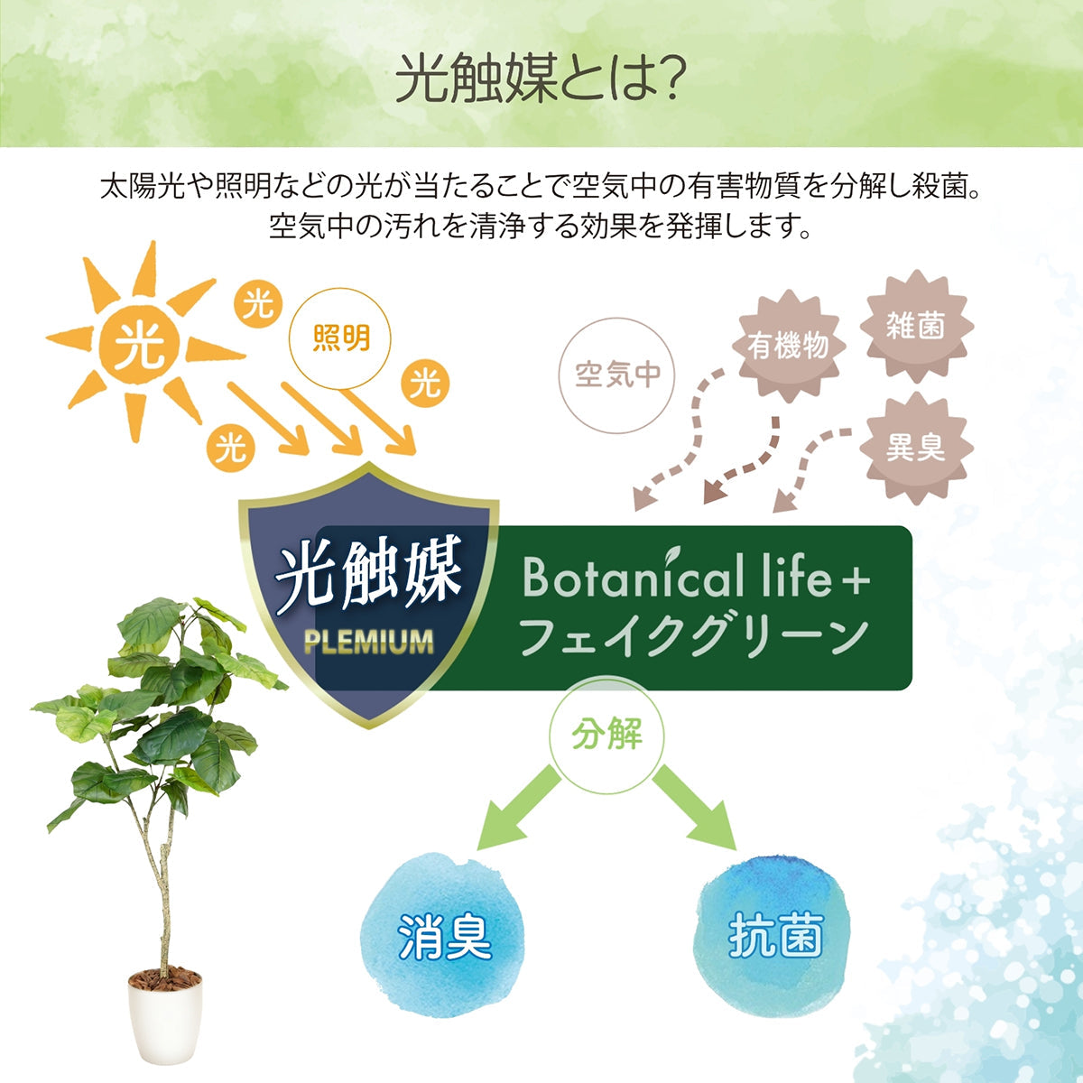光触媒インテリアグリーン ウンベラータ150cm 鉢付き