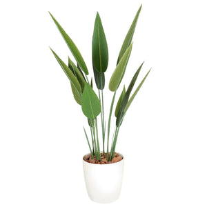 光触媒インテリアグリーン ストレリチア110cm 鉢付き