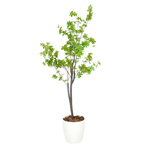 光触媒インテリアグリーン ドウダンツツジ120cm 鉢付き