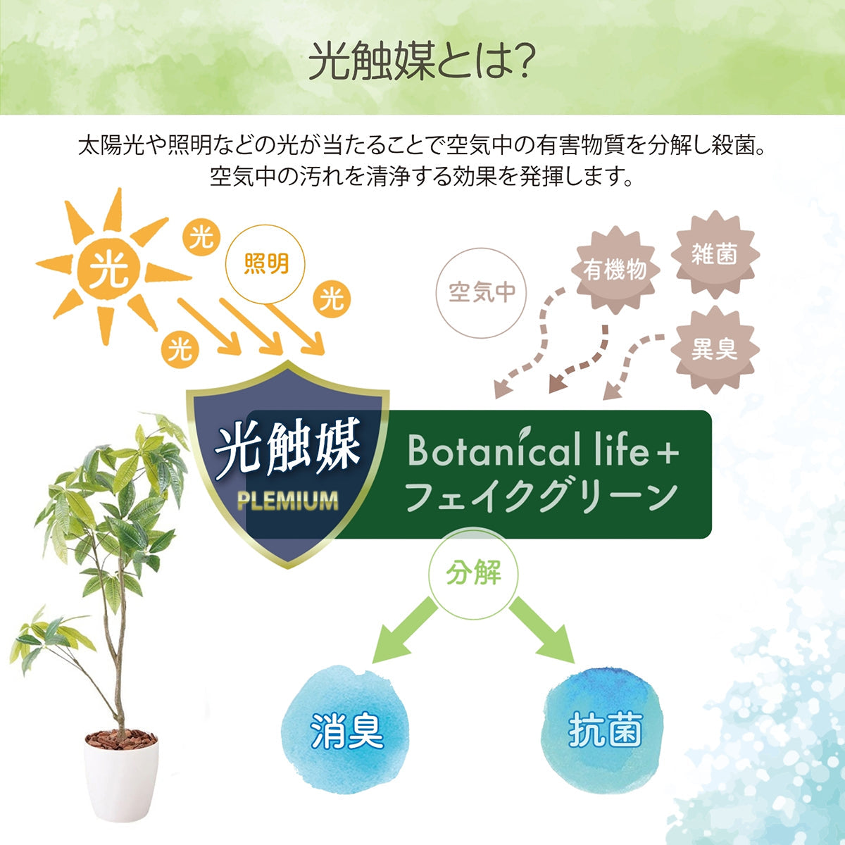 光触媒インテリアグリーン パキラ130cm鉢付き
