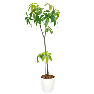 光触媒インテリアグリーン パキラ150cm鉢付き