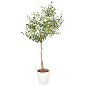 光触媒インテリアグリーン オリーブ150cm鉢付き