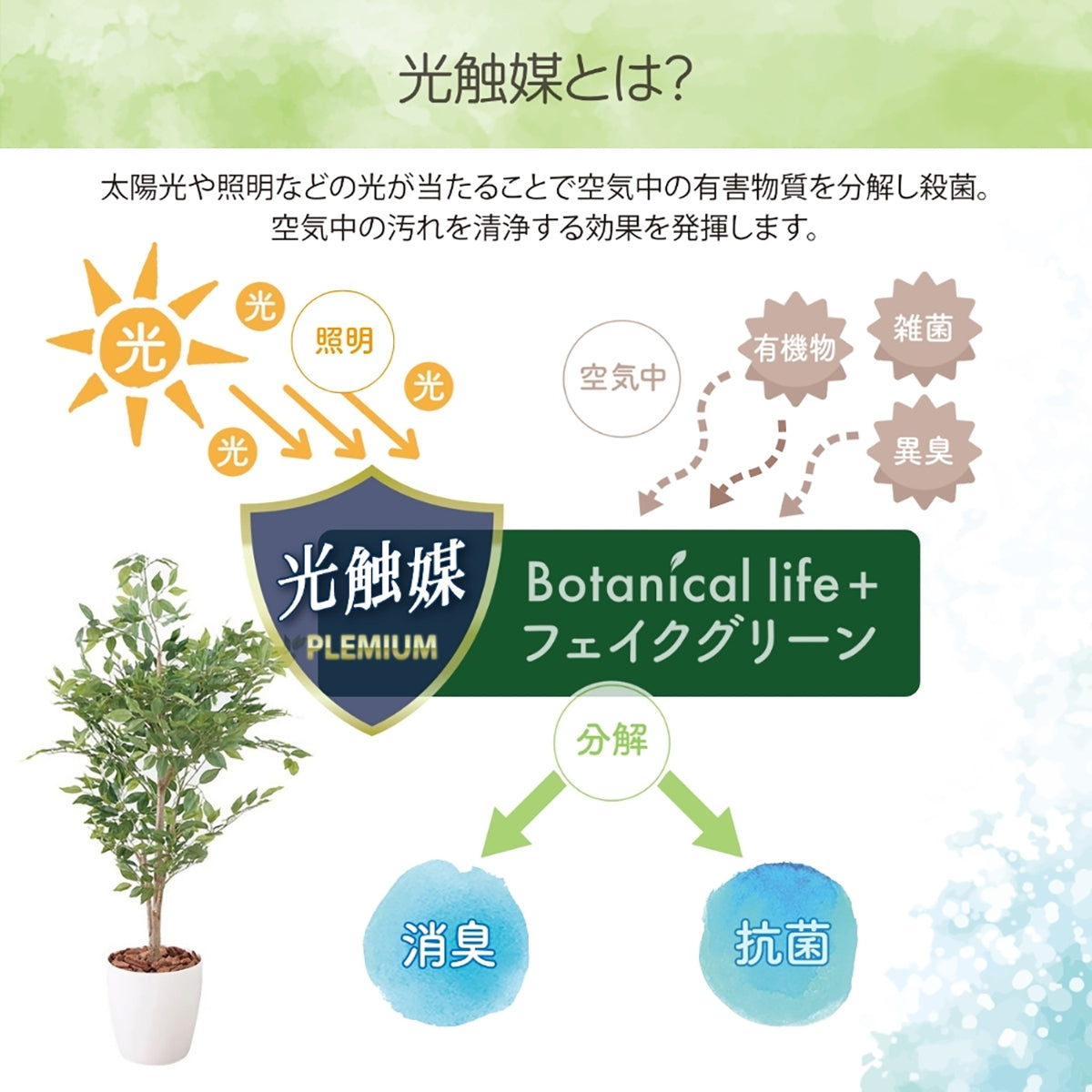 光触媒インテリアグリーン ベンジャミン130cm鉢付き