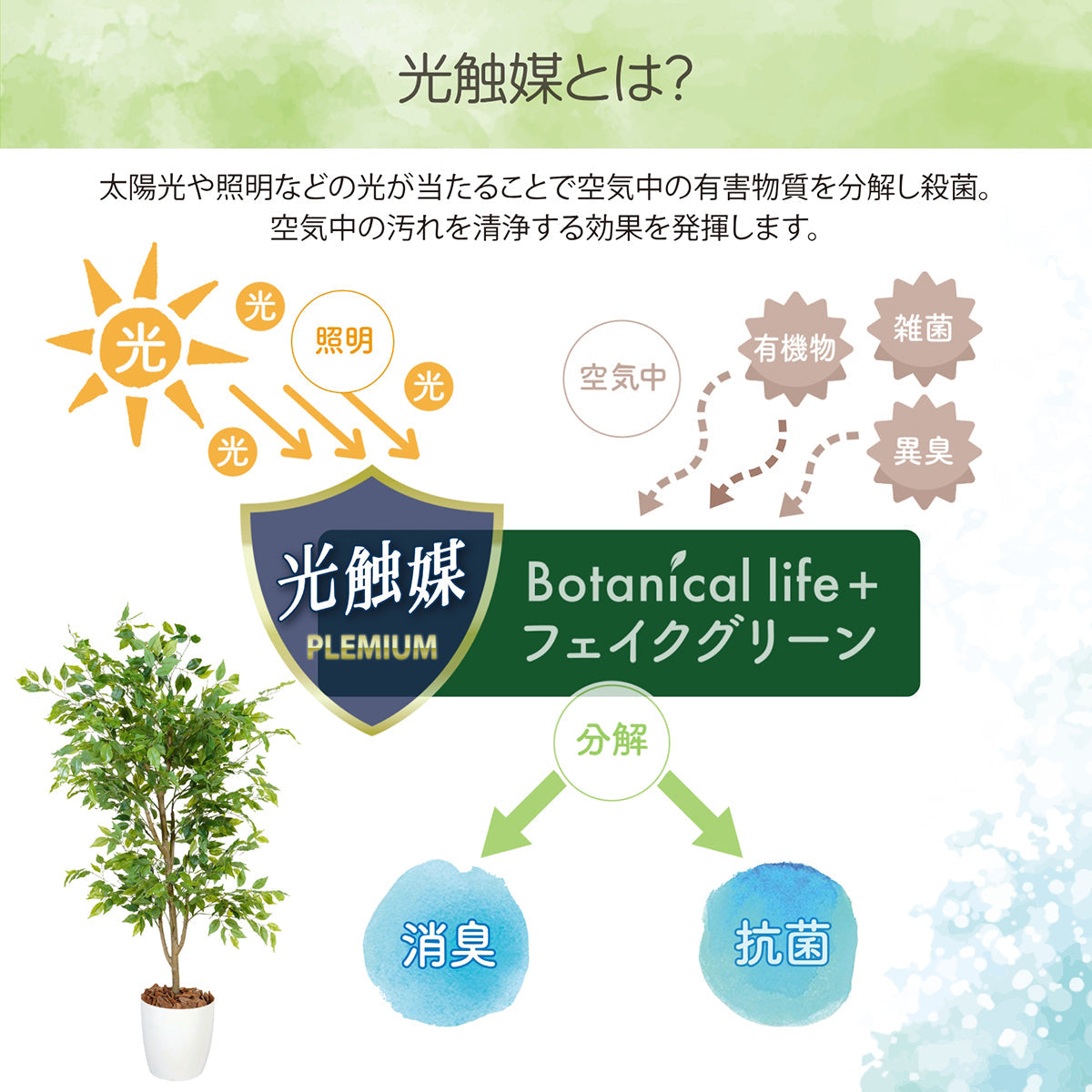 光触媒インテリアグリーン ベンジャミン150cm鉢付き