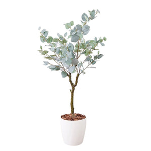 光触媒インテリアグリーン ユーカリ130cm鉢付き