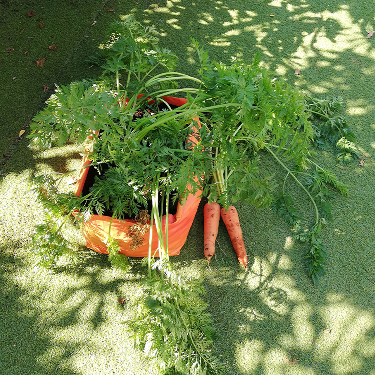 Carrot Patio Planter 2-pack 人参・根菜 深型 たためるプランター 2枚入り