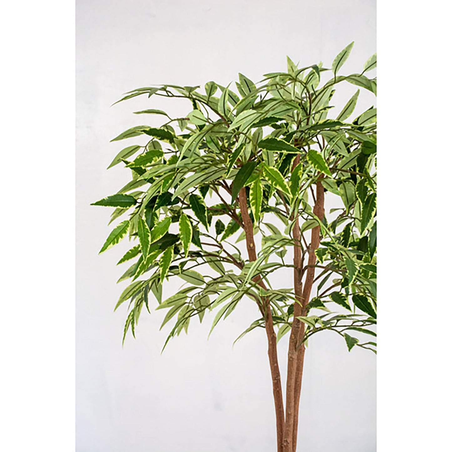 人工樹木/人工観葉植物 シラカシ