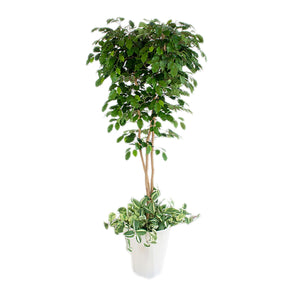人工樹木/人工観葉植物 ベンジャミン寄植