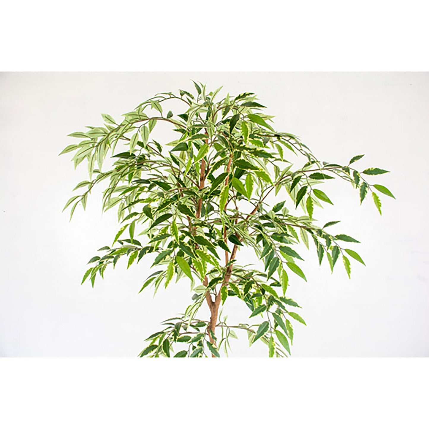 人工樹木/人工観葉植物 シラカシ