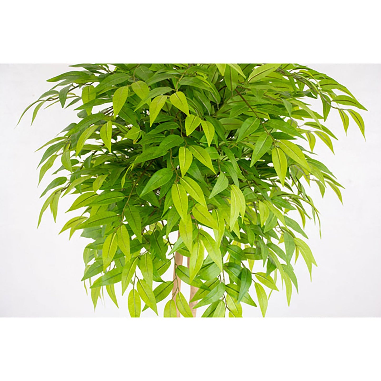 人工樹木/人工観葉植物 フランスベンジャミン 150cm