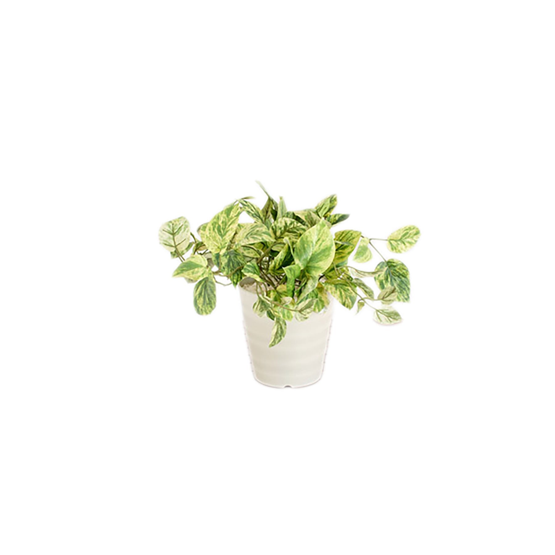 人工樹木／人工観葉植物 ポトス – GREEN CROSS-select 工事現場の安全