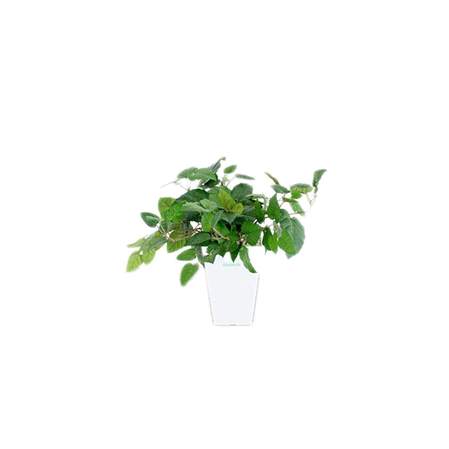 人工樹木/人工観葉植物 ブドウ