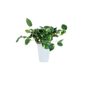人工樹木/人工観葉植物 ポトス