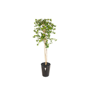 人工樹木/人工観葉植物 ガジュマル