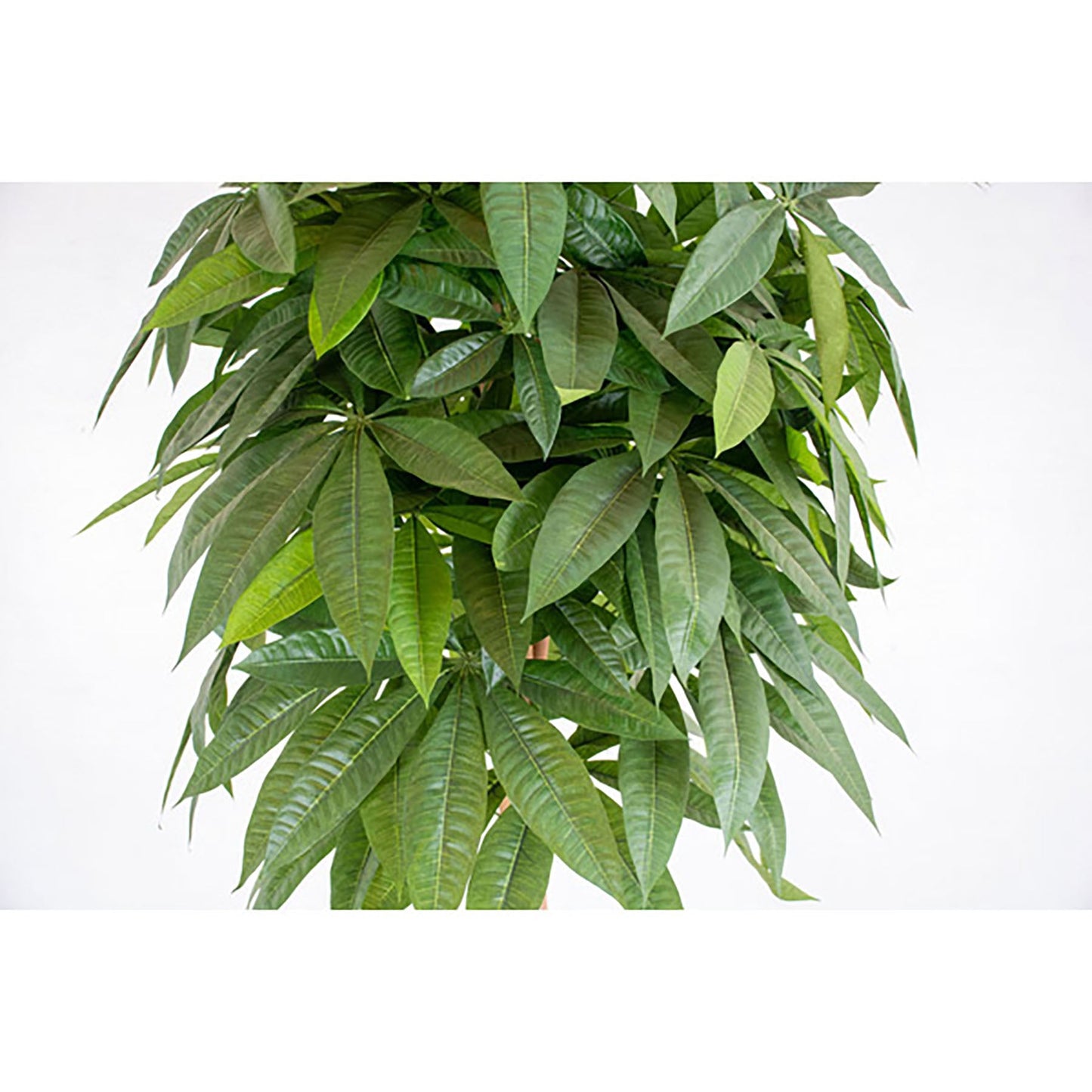 人工樹木/人工観葉植物 パキラ