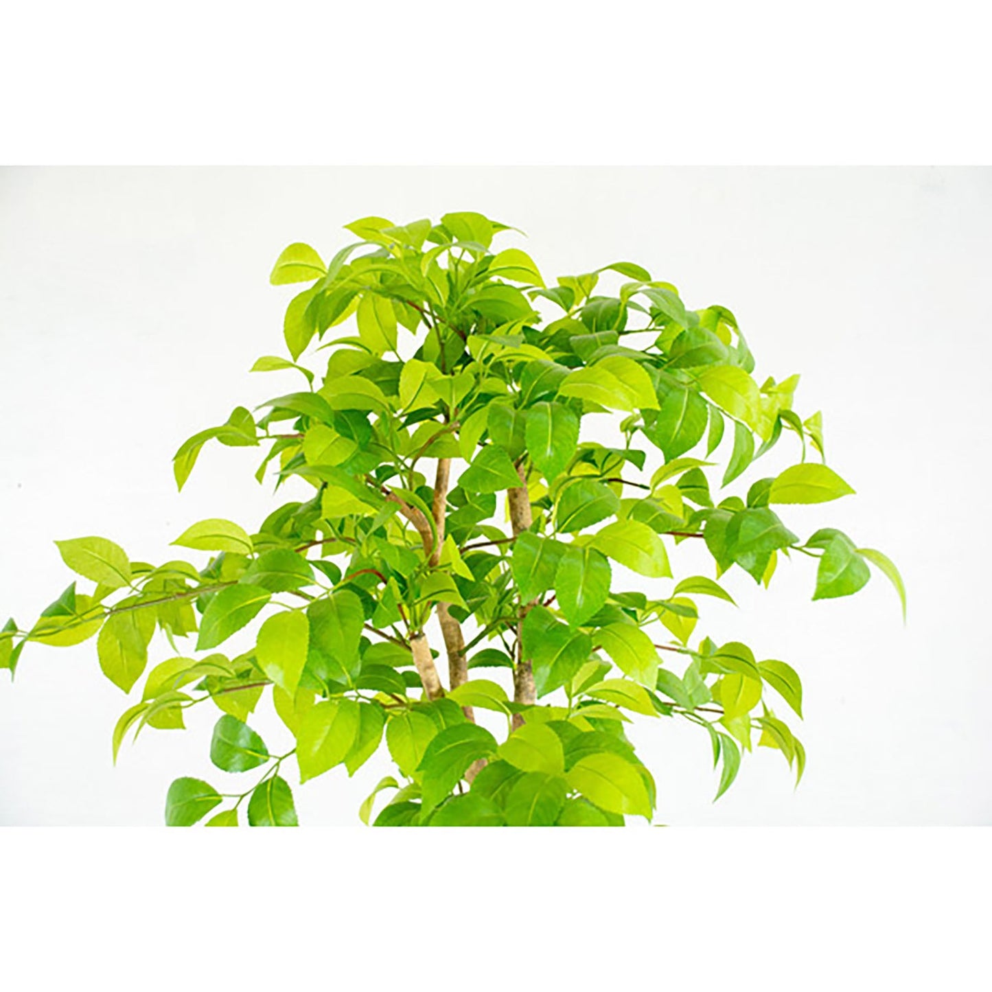 人工樹木/人工観葉植物 ナツツバキ