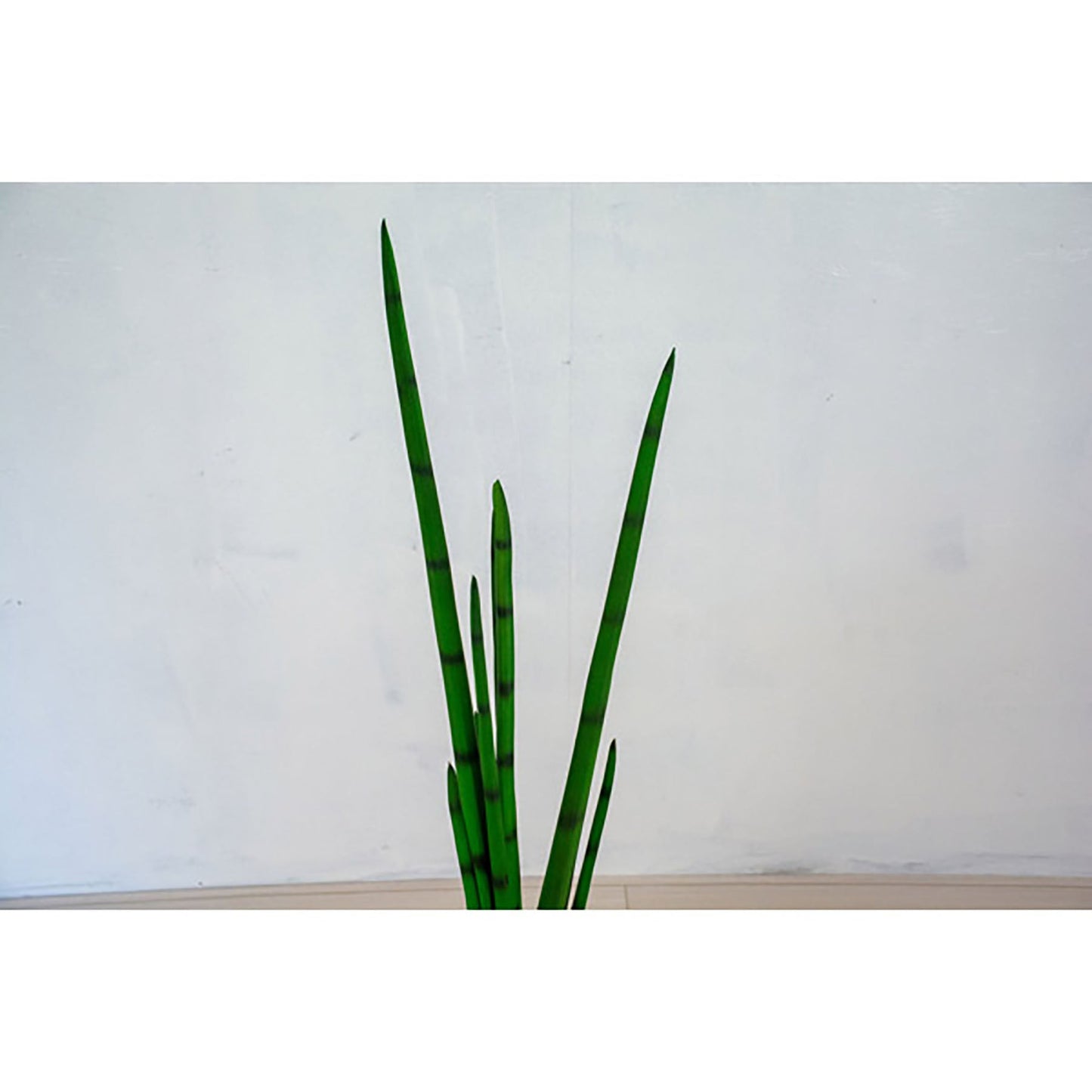 人工樹木/人工観葉植物 サンセベリア