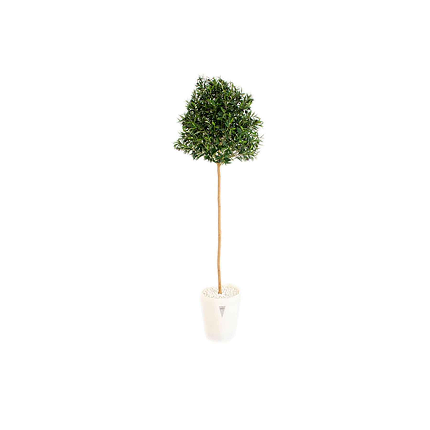 人工樹木／人工観葉植物 オリーブ 180cm – GREEN CROSS-select 