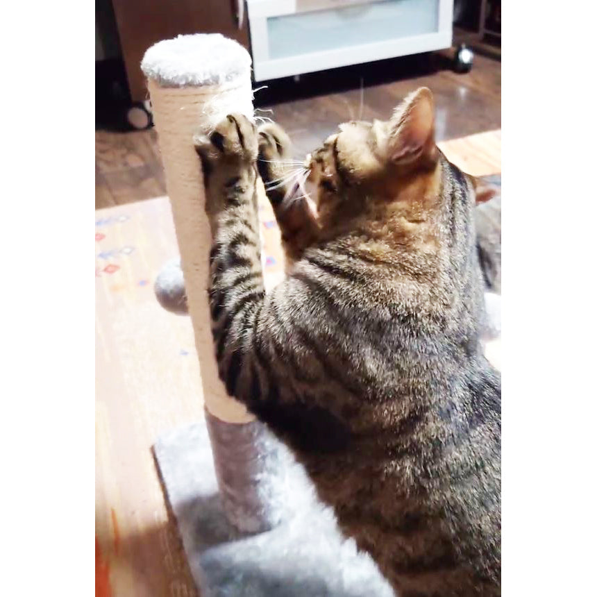 猫爪とぎポールおもちゃ付 scp01
