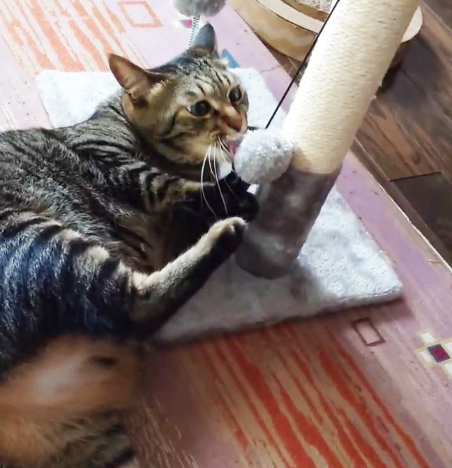 猫爪とぎポールおもちゃ付 scp01
