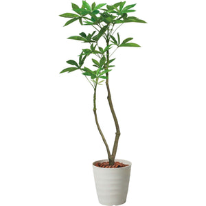 120cmパキラポット 全長125cm