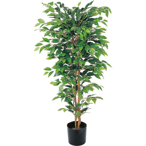 ベンジャミンフィカス1.5m