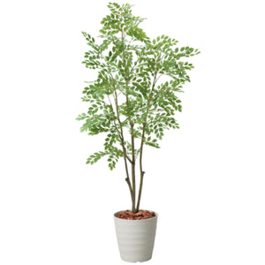 180cmトネリコポット IVL