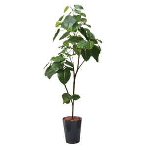 180cmウンベラータポット 幅85 BKL