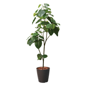 180cmウンベラータポット 幅85 BRL