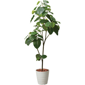 180cmウンベラータポット 幅85 IVL