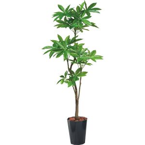 180cmパキラポット BKL