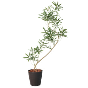 130cmシェフレラアンガスティポット BRL