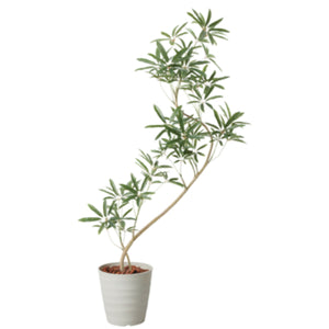 130cmシェフレラアンガスティポット IVL