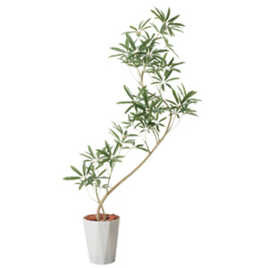 130cmシェフレラアンガスティポット PWL